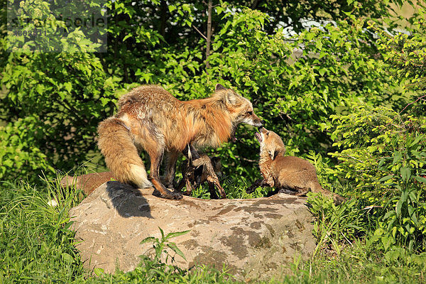 Amerikanischer Rotfuchs (Vulpes vulpes fulva)  Alttier mit Jungtier das um Futter bettelt  Minnesota  USA  Amerika