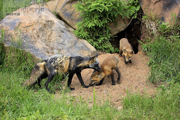 Amerikanischer Rotfuchs (Vulpes vulpes fulva)  Cross Fox Fellfärbung  Alttier mit Jungem am Baueingang  Minnesota  USA  Amerika