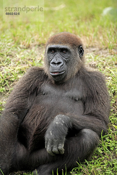 Westlicher Flachlandgorilla (Gorilla gorilla gorilla)  ruhendes halbwüchsiges Tier  in Gefangenschaft