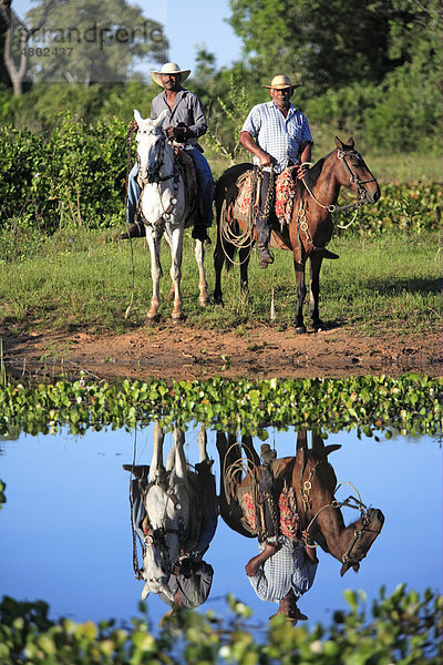 Pantanal-Cowboys auf Pantaneiro-Pferden im Feuchtgebiet  Pantanal  Mato Grosso do sul  Brasilien  Südamerika  Amerika