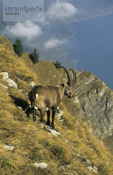 Steinbock (Capra ibex ibex)  Männchen steht am Berghang  Berner Oberland  Kanton Bern  Schweiz  Europa