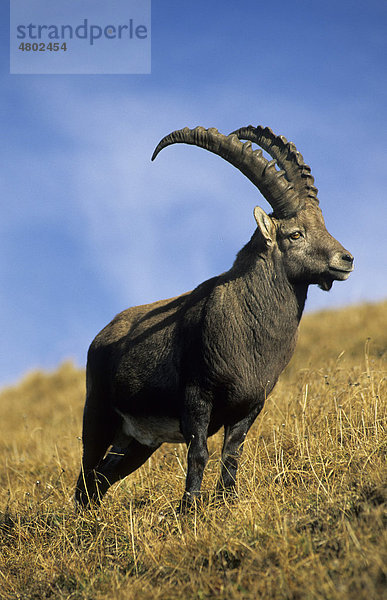 Steinbock (Capra ibex ibex)  Männchen steht in toter Vegetation  Berner Oberland  Kanton Bern  Schweiz  Europa