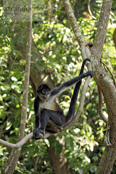 Geoffroy-Klammeraffe (Ateles geoffroyi) Alttier sitzt im Baum  Roatan  Honduras  Mittelamerika  Amerika