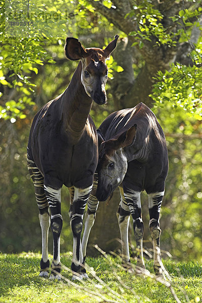 Okapi (Okapia johnstoni)  ausgewachsenes Pärchen