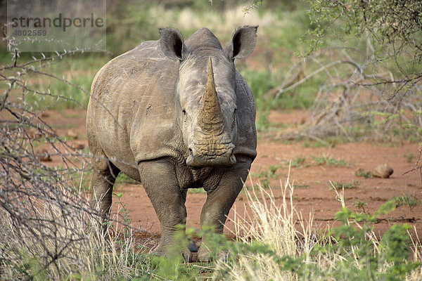 Breitmaulnashorn oder Weißes Nashorn (Ceratotherium simum)  Alttier  Madikwe Nationalpark  Südafrika