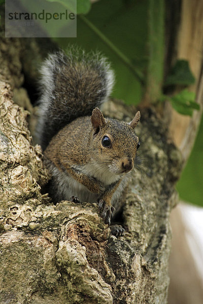 Grauhörnchen (Sciurus carolinensis)  Alttier auf Baum  Florida  USA