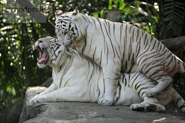 Weißer Indischer Tiger (Panthera tigris tigris)  ausgewachenes Pärchen bei der Paarung
