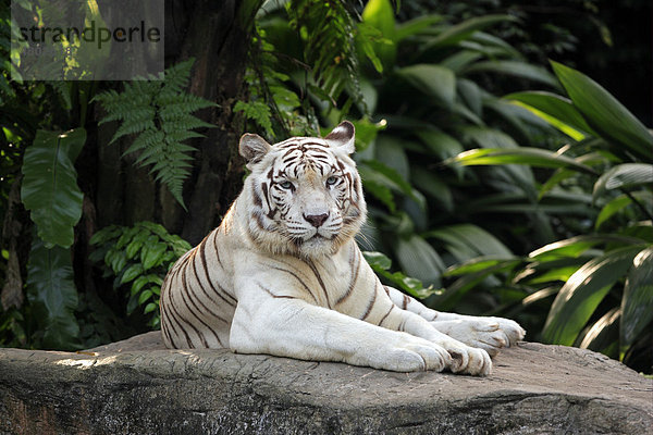 Weißer Indischer Tiger (Panthera tigris tigris)  Alttier  in Ruheposition auf Felsen  in Gefangenschaft