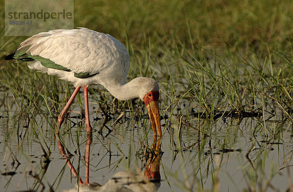 Nimmersatt (Mycteria ibis)  Altvogel bei der Nahrungssuche  Chobe-Fluss  Botsuana  Afrika
