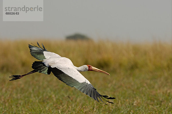 Nimmersatt (Mycteria ibis)  Altvogel im Flug  Chobe-Fluss  Botsuana  Afrika