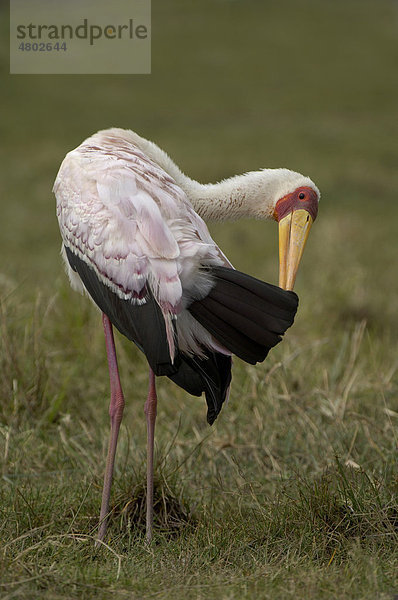 Nimmersatt (Mycteria ibis)  Altvogel im Prachtkleid  beim Putzen  Nakurusee  Kenia  Afrika