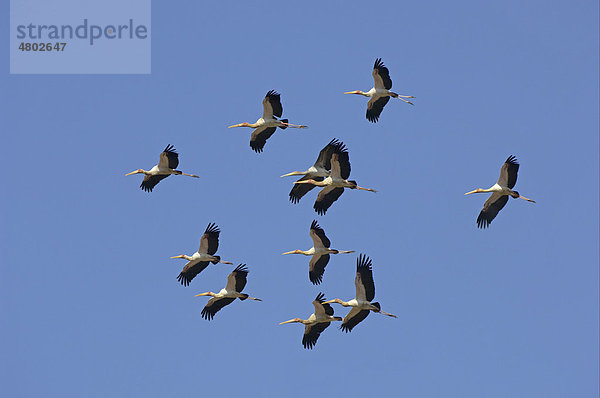 Nimmersatt (Mycteria ibis)  Schar  elf Vögel im Flug  South Luangwa-Nationalpark  Sambia  Afrika