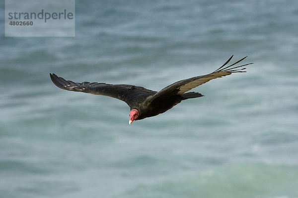 Truthahngeier (Cathartes aura)  Altvogel  im Flug über das Meer  Saunders Island  Falkland-Inseln  Südatlantik