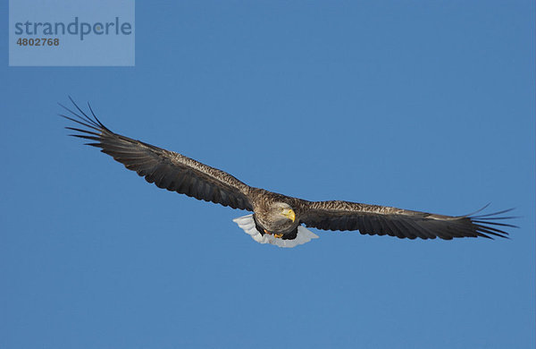 Seeadler (Haliaeetus albicilla)  im Flug  Hokkaido  Japan  Asien