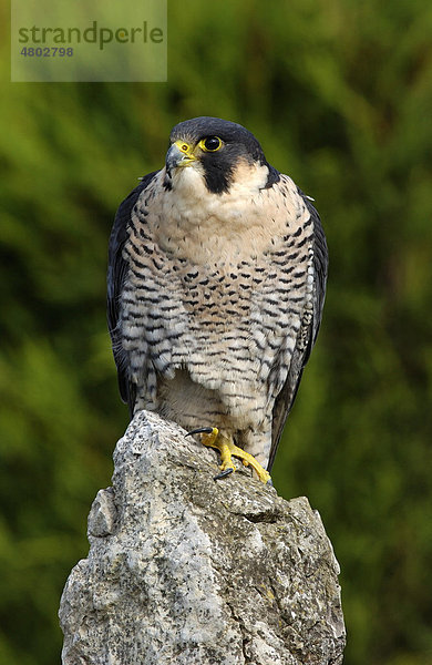 Wanderfalke (Falco peregrinus)  auf Felsen  Großbritannien  Europa