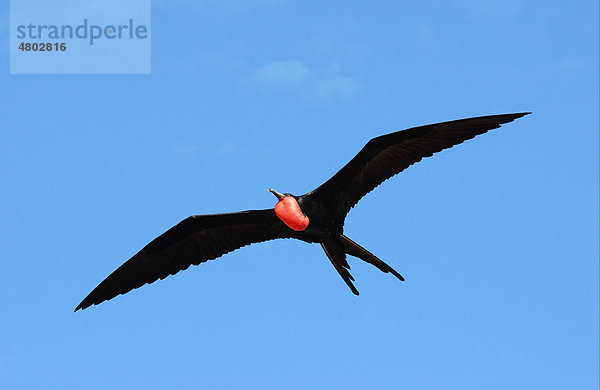 Bindenfregattvogel (Fregata minor)  Männchen im Flug  Galapagos-Inseln  Pazifik