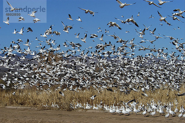 Schneegans (Anser caerulescens)  Schar im Flug  beim Abheben  Bosque  New Mexico  USA