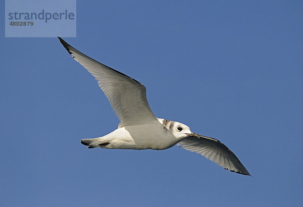 Bonapartemöwe (Chroicocephalus philadelphia)  Altvogel im Flug  im Winterkleid  Baja California  Mexiko  Nordamerika