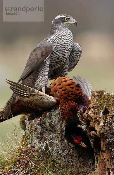 Habicht (Accipiter gentilis)  beim Fressen eines Fasan-Männchens  Schottland  Großbritannien  Europa