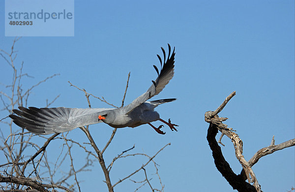 Singhabicht (Melierax canorus)  Altvogel im Flug  beim Abflug von Ast  Etosha  Namibia  Afrika