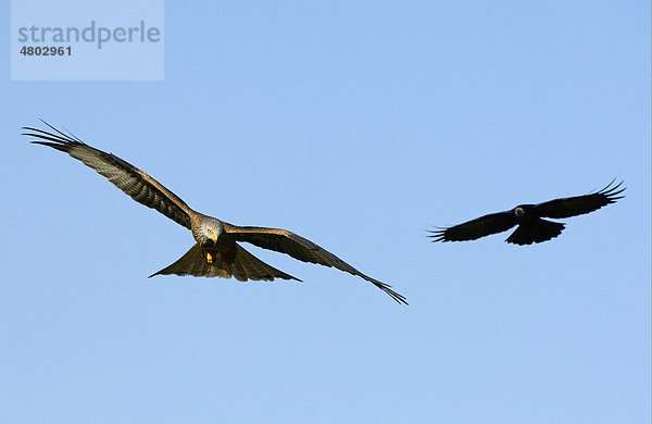 Rotmilan (Milvus milvus)  Altvogel im Flug wird von Saatkrähe (Corvus frugilegus) angegriffen  Oxfordshire  England  Großbritannien  Europa