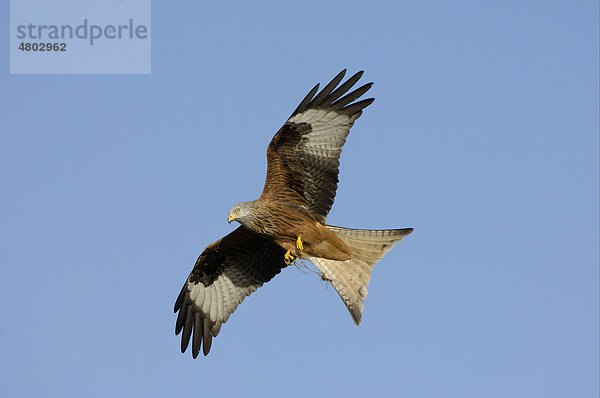 Rotmilan (Milvus milvus)  Altvogel im Flug mit Nistmaterial  Oxfordshire  England  Großbritannien  Europa