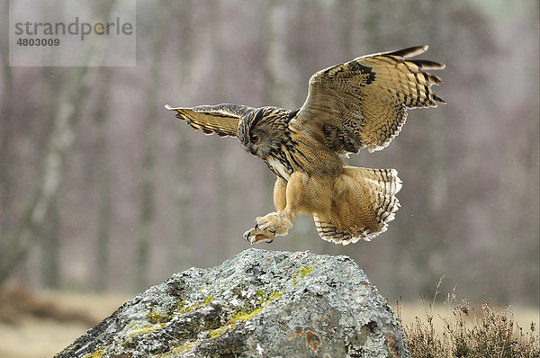 Uhu (Bubo bubo)  Altvogel im Flug  Landung auf einem Felsen  in Gefangenschaft  Schottland  Großbritannien  Europa