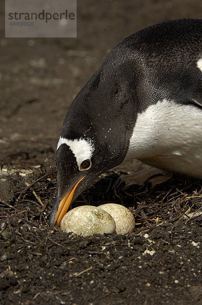 Eselspinguin (Pygoscelis papua)  kümmert sich um zwei Eier im Nest  New Island  Falkland Inseln  Süd-Atlantik