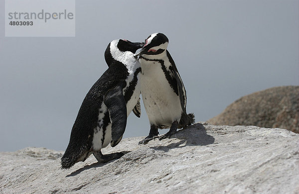 Brillenpinguin (Spheniscus demersus)  zwei Pinguine beim gegenseitigen Putzen  Südafrika  Afrika