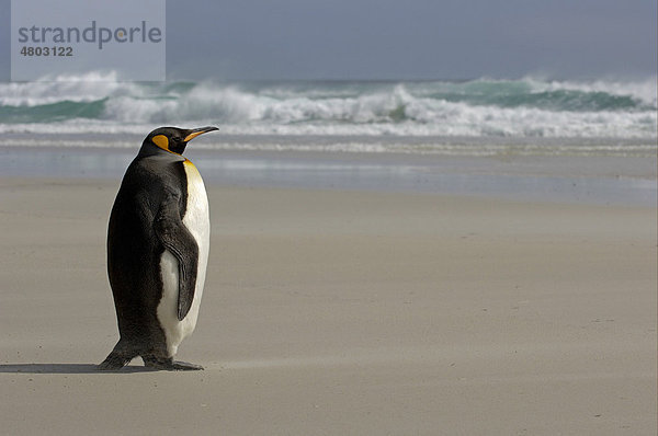 Königspinguin (Aptenodytes patagonicus)  Altvogel  stehend am Strand  Falkland-Inseln  Südatlantik