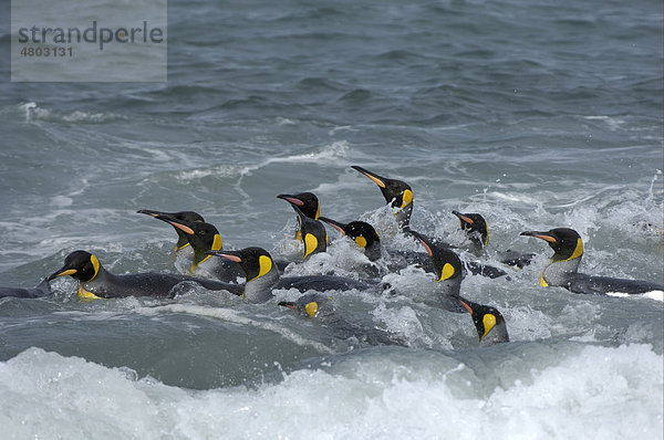 Königspinguin (Aptenodytes patagonicus)  Altvögel  Gruppe beim Schwimmen  St. Andrews Bay  Südgeorgien  Südatlantik