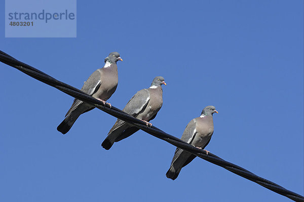 Ringeltaube (Columba palumbus)  drei Altvögel  auf Stromleitung  Oxfordshire  England  Großbritannien  Europa