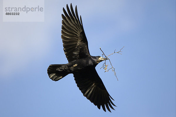 Saatkrähe (Corvus frugilegus)  Altvogel im Flug mit Nistmaterial  Oxfordshire  England  Großbritannien  Europa