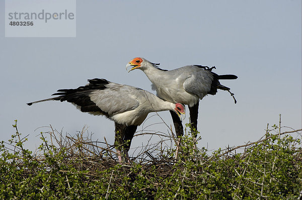 Sekretär (Sagittarius serpentarius)  Altvogel-Pärchen  beim Balzen auf Nest  Masai Mara  Kenia  Afrika