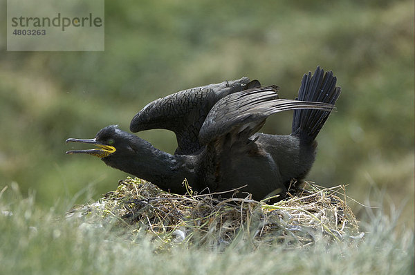 Krähenscharbe (Phalacrocorax aristotelis)  Altvogel beim Verteidigen des Nests  Farne Islands  Northumberland  England  Großbritannien  Europa
