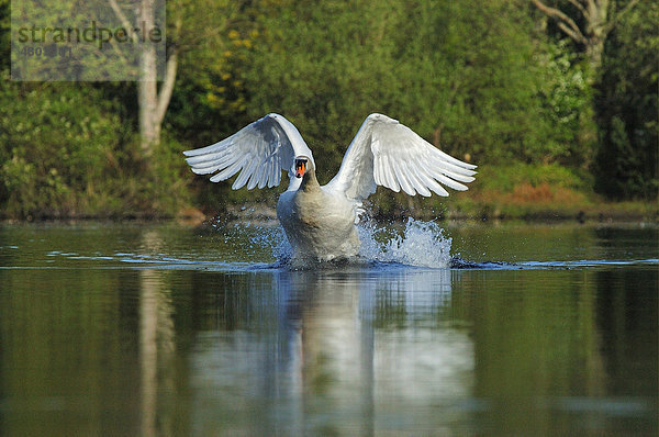 Höckerschwan (Cygnus olor)  Altvogel  beim Abheben vom See  Oxfordshire  England  Großbritannien  Europa