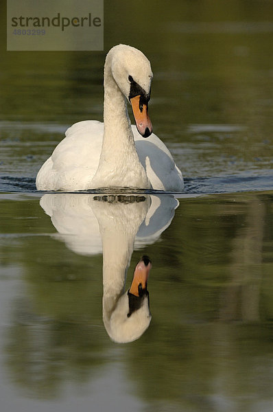 Höckerschwan (Cygnus olor)  Altvogel beim Schwimmen  Spiegelung auf dem Wasser  Oxfordshire  England  Großbritannien  Europa