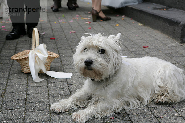 Hund bei einer Hochzeitsfeier