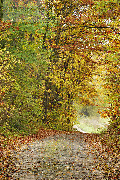 Alte Kopfsteinpflasterstraße in einem Herbstwald nahe Eberswalde  Brandenburg  Deutschland  Europa