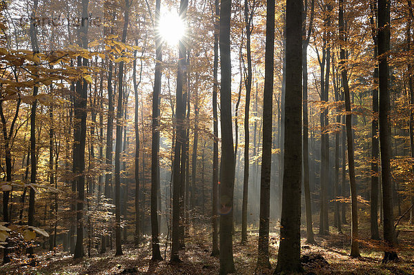 Licht im herbstlichen Buchenwald  Harz  Sachsen-Anhalt  Deutschland  Europa