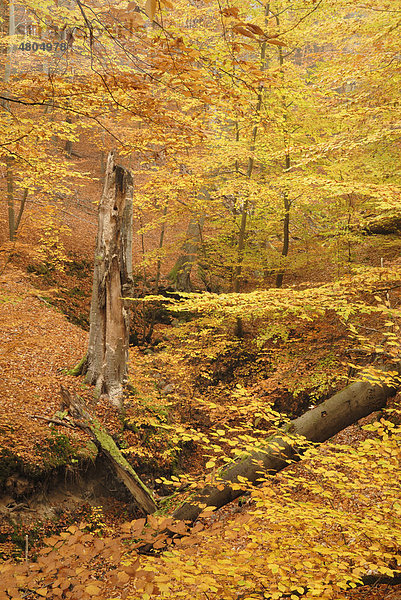 Buchenwald im Herbst mit Totholz  Naturschutzgebiet Nonnenfließ  Brandenburg  Deutschland  Europa