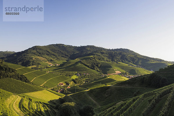 Weinberge oberhalb von Durbach  Schwarzwald  Baden-Württemberg  Deutschland  Europa