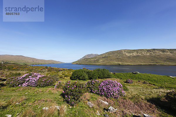 Rhododendron-Sträucher am Killary Harbour  Connemara  County Galway  Republik Irland  Europa