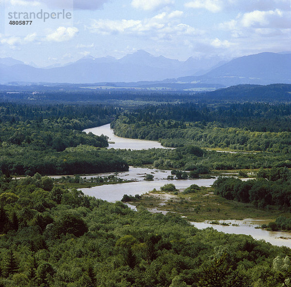 Isar  Isarauen  Pupplinger Au  Wolfratshausen  hinten Alpen  Oberbayern  Bayern  Deutschland  Europe