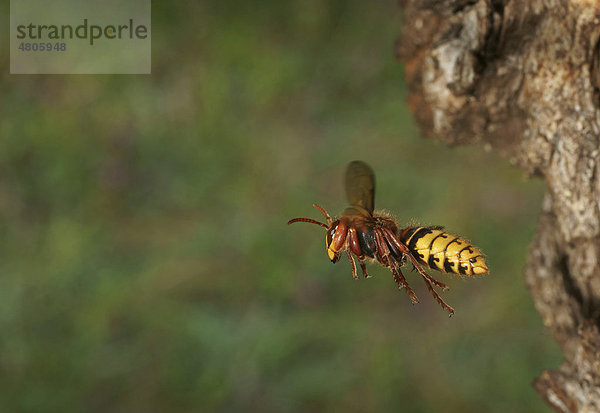 Hornisse (Vespa crabro)