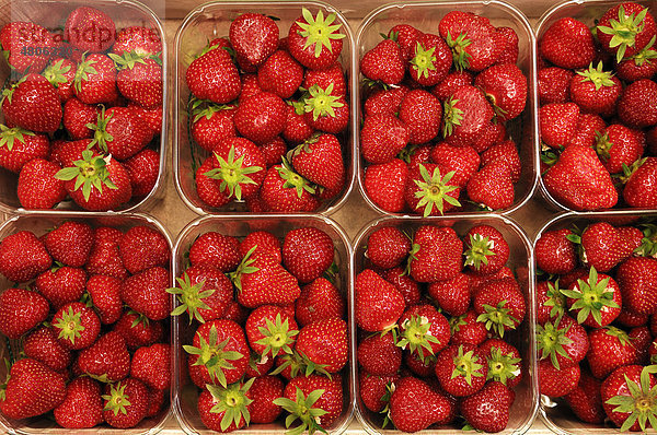 Erdbeeren (Fragaria)  portioniert in Kunststoffschalen