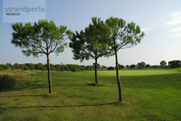 Bäume auf einem Golfplatz  Club de Golf El Rompido  El Rompido  Cartaya  Costa de la Luz  Huelva Region  Andalusien  Spanien  Europa