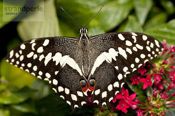 Zitrusschwalbenschwanz (Papilio demodocus)