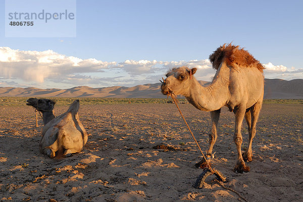 Zwei Kamele im Abendlicht vor den großen Sanddünen Khorgoryn Els in der Wüste Gobi  Gurvan Saikhan Nationalpark  Ömnögov Aimak  Mongolei  Asien