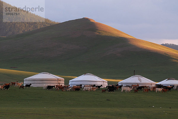 Schafe und Ziegen werden am Abend in einer großen Herde nahe zum Jurtenlager oder Gercamp  getrieben  Grasland am Orkhon Wasserfall  Orkhon Khürkhree  Kharkhorin  Övörkhangai Aimak  Mongolei  Asien